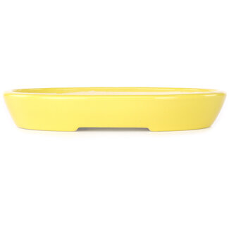 Koyou Vaso per bonsai giallo da 250 mm di Juko Koyou, Tokoname, Giappone
