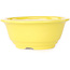 Round yellow bonsai pot by Juko Koyou - 140 x 140 x 60 mm