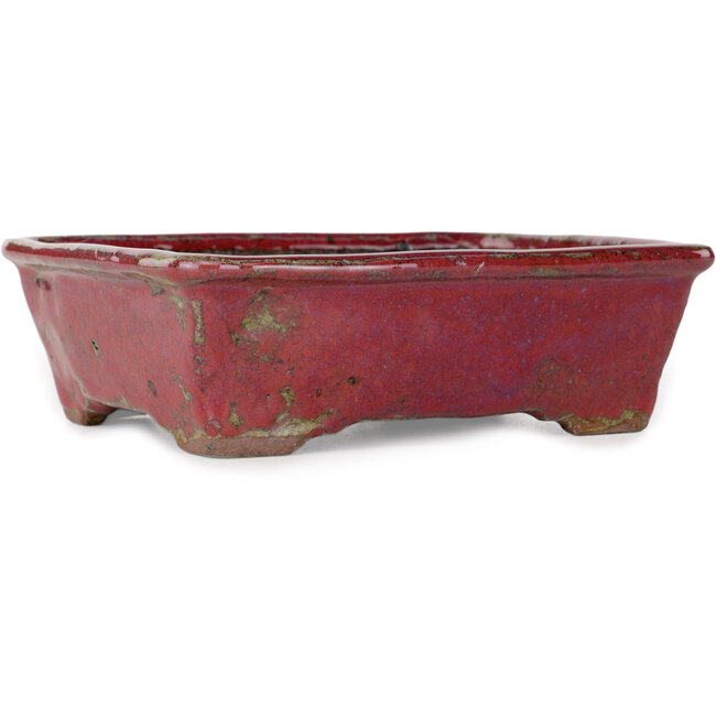 Maceta rectangular morada para bonsái de Bunzan - 160 x 140 x 50 mm