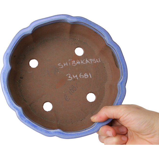 Maceta de bonsái azul loto de Shibakatsu - 192 x 192 x 53 mm