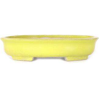  Shibakatsu (Katsuichi Shibata) 210 mm  yellow bonsai pot by Shibakatsu, Tokoname, Japan