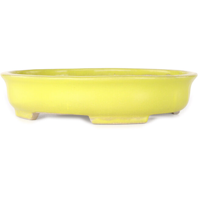 Maceta ovalada amarilla para bonsái de Shibakatsu - 210 x 180 x 45 mm