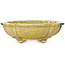 Mokko yellow craquelé bonsai pot by Terahata Satomi Mazan - 182 x 154 x 48 mm