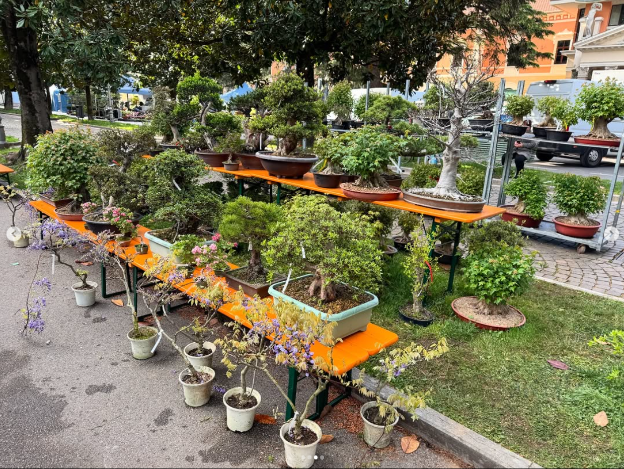 ArcoBonsai 