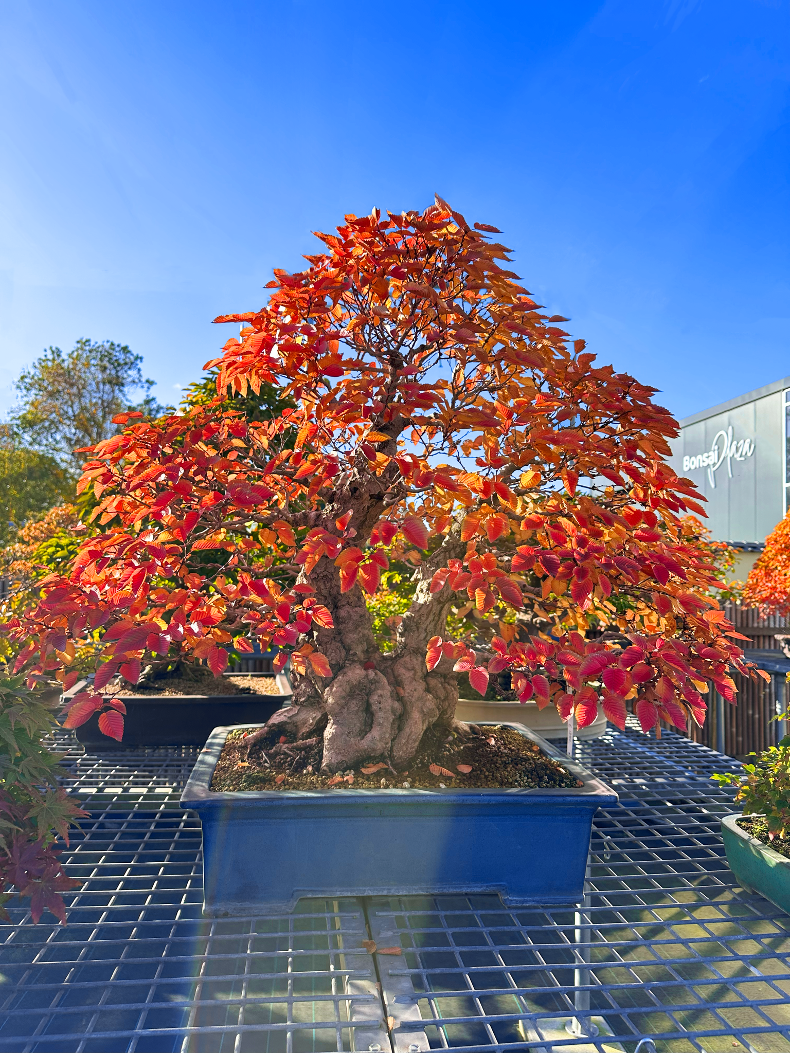 Autunno nel vivaio