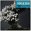 Kokufu Bonsai Tentoonstellingscatalogus nr. 83 - 2009