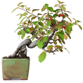 Pseudocydonia sinensis, 23,5 cm, ± 12 años