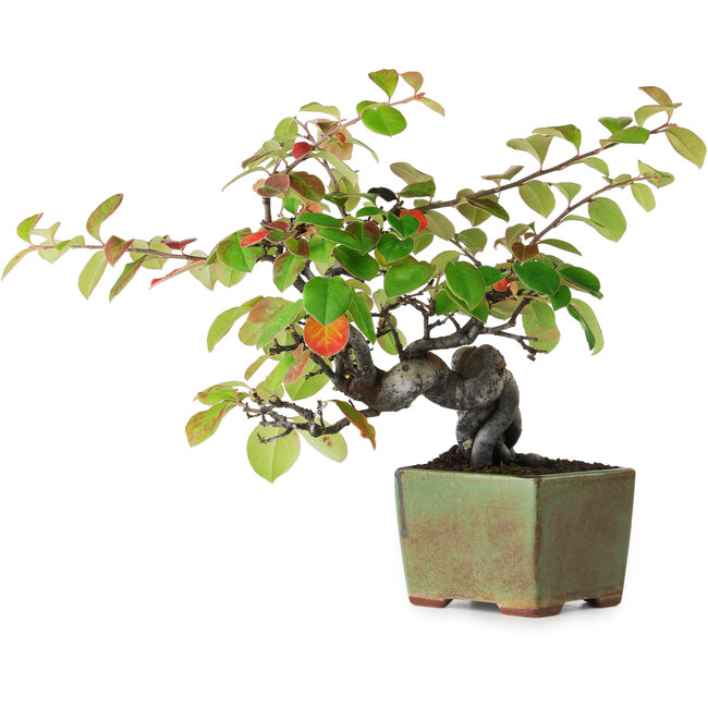 Pseudocydonia sinensis, 23,5 cm, ± 12 ans, photographiée aux couleurs d'automne (15 octobre)