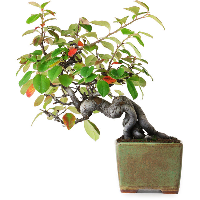 Pseudocydonia sinensis, 23,5 cm, ± 12 jaar oud, gefotografeerd in herfstkleuren (15 oktober)