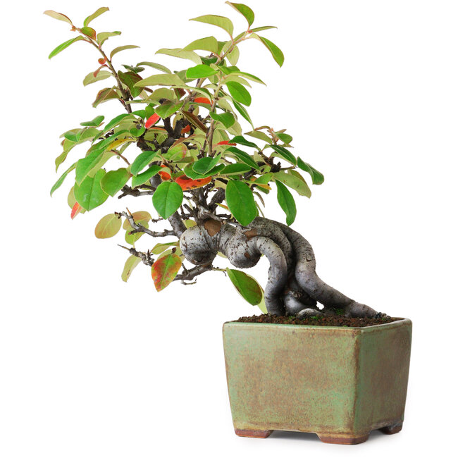 Pseudocydonia sinensis, 23,5 cm, ± 12 years old, photographed in autumn colours (October 15)