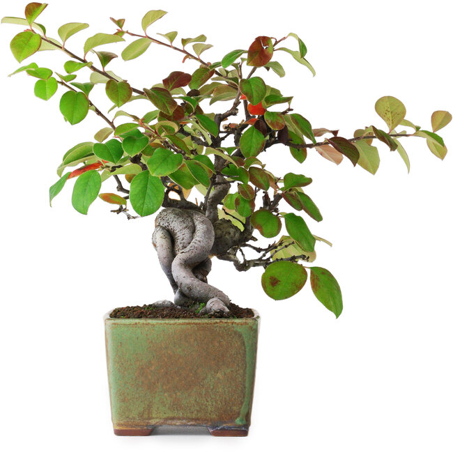 Pseudocydonia sinensis, 23,5 cm, ± 12 Jahre alt, fotografiert in Herbstfarben (15. Oktober)