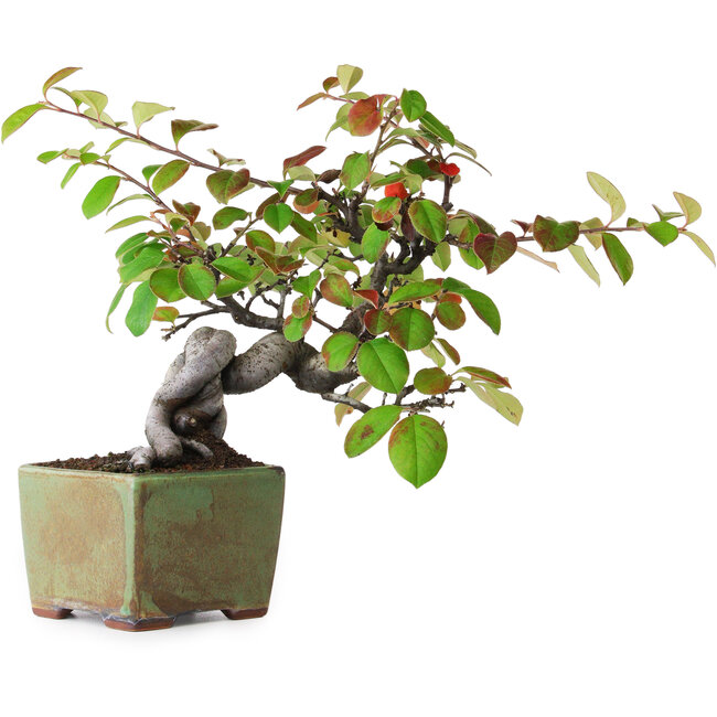 Pseudocydonia sinensis, 23,5 cm, ± 12 ans, photographiée aux couleurs d'automne (15 octobre)