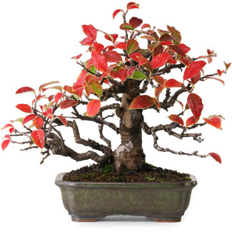 Pseudocydonia sinensis, 20,5 cm, ± 20 ans