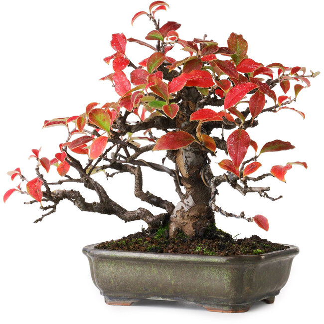 Pseudocydonia sinensis, 20,5 cm, ± 20 anni, fotografata nei colori autunnali (15 ottobre)