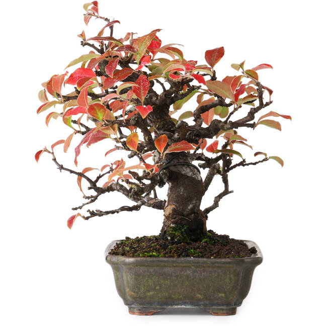 Pseudocydonia sinensis, 20,5 cm, ± 20 ans, photographiée aux couleurs d'automne (15 octobre)