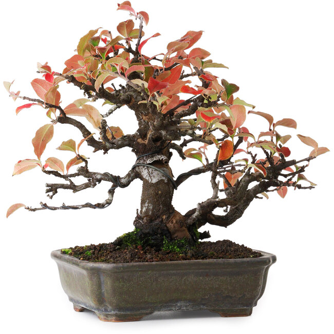 Pseudocydonia sinensis, 20,5 cm, ± 20 ans, photographiée aux couleurs d'automne (15 octobre)