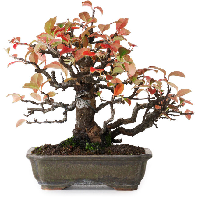 Pseudocydonia sinensis, 20,5 cm, ± 20 ans, photographiée aux couleurs d'automne (15 octobre)