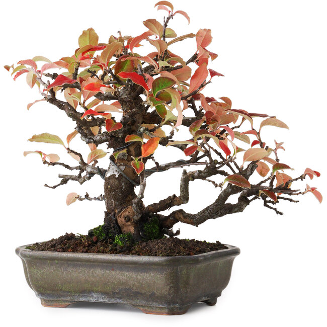 Pseudocydonia sinensis, 20,5 cm, ± 20 ans, photographiée aux couleurs d'automne (15 octobre)