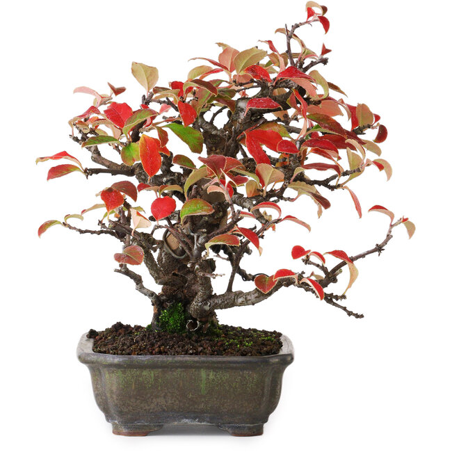 Pseudocydonia sinensis, 20,5 cm, ± 20 Jahre alt, fotografiert in Herbstfarben (15. Oktober)