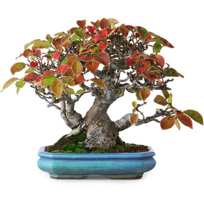 Pseudocydonia sinensis, 20,5 cm, ± 25 anni, fotografata nei colori autunnali (15 ottobre)