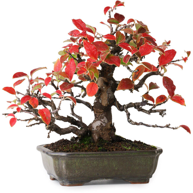 Pseudocydonia sinensis, 20,5 cm, ± 20 ans, photographiée aux couleurs d'automne (15 octobre)