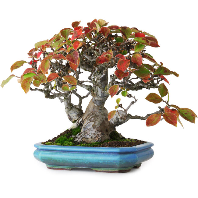 Pseudocydonia sinensis, 20,5 cm, ± 25 ans, photographiée aux couleurs d'automne (15 octobre)