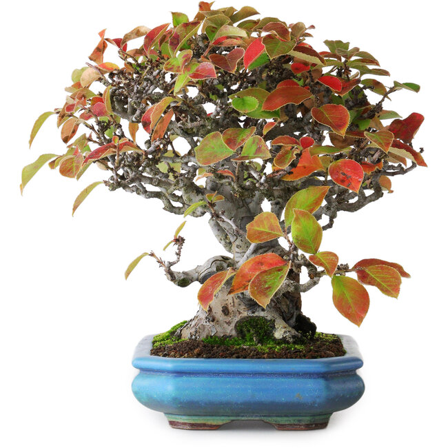 Pseudocydonia sinensis, 20,5 cm, ± 25 years old, photographed in autumn colours (October 15)