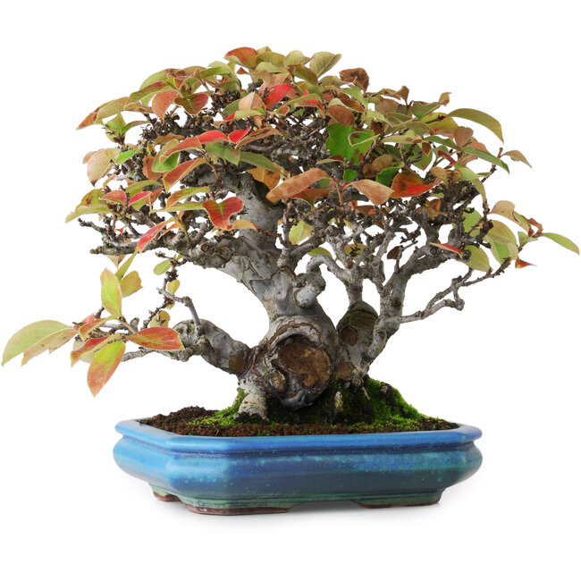 Pseudocydonia sinensis, 20,5 cm, ± 25 years old, photographed in autumn colours (October 15)