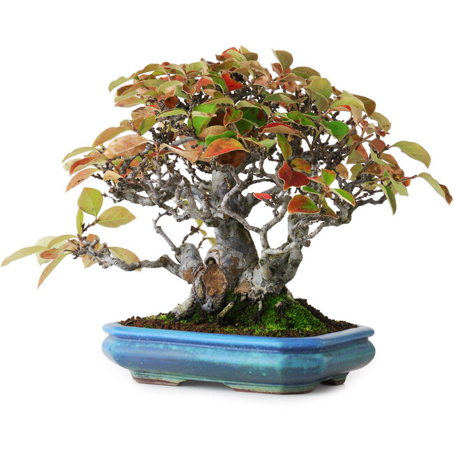 Pseudocydonia sinensis, 20,5 cm, ± 25 jaar oud, gefotografeerd in herfstkleuren (15 oktober)