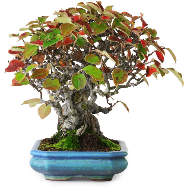 Pseudocydonia sinensis, 20,5 cm, ± 25 ans, photographiée aux couleurs d'automne (15 octobre)