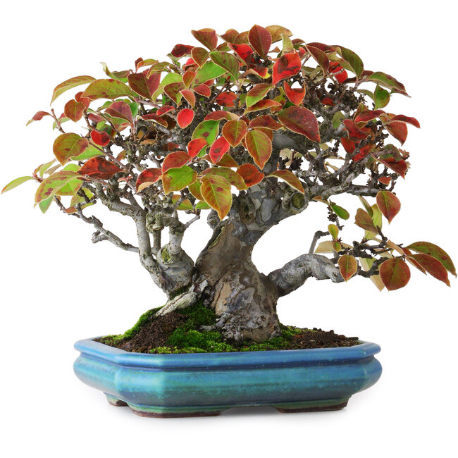 Pseudocydonia sinensis, 20,5 cm, ± 25 ans, photographiée aux couleurs d'automne (15 octobre)