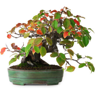 Yamafusa Pseudocydonia sinensis, 20,5 cm, ± 5 jaar oud