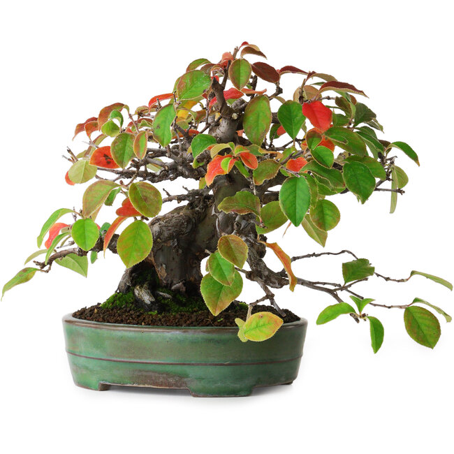 Pseudocydonia sinensis, 20,5 cm, ± 5 ans, dans un pot japonais fait main par Yamafusa, photographiée aux couleurs d'automne (15 octobre)