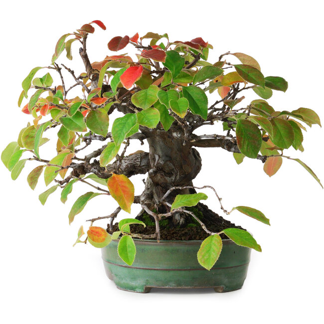 Pseudocydonia sinensis, 20,5 cm, ± 5 years old, in a handmade Japanese pot by Yamafusa, photographed in autumn colours (October 15)