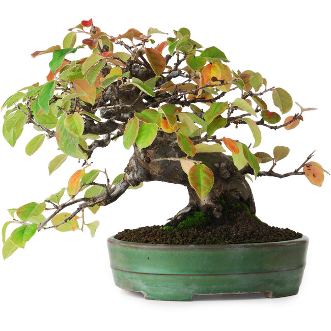 Pseudocydonia sinensis, 20,5 cm, ± 5 years old, in a handmade Japanese pot by Yamafusa, photographed in autumn colours (October 15)