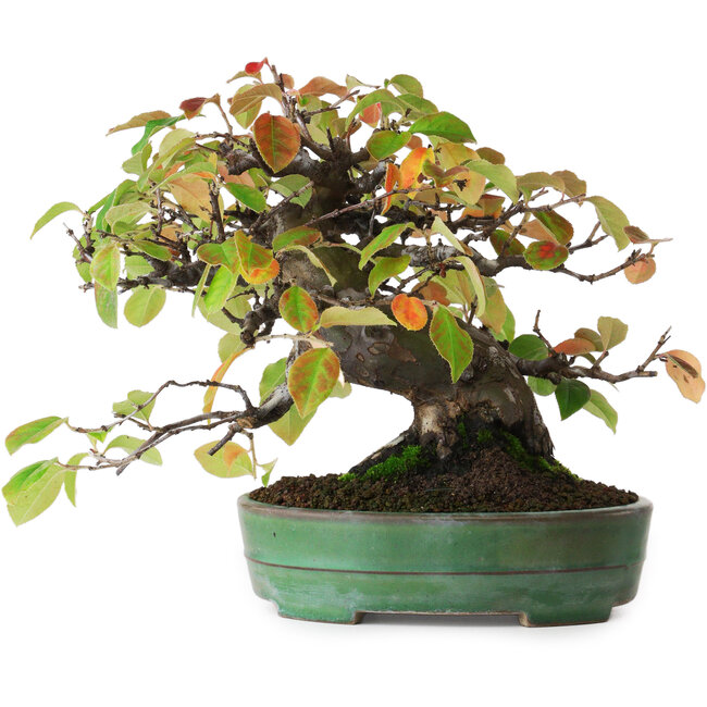 Pseudocydonia sinensis, 20,5 cm, ± 5 jaar oud, in een handgemaakte Japanse pot van Yamafusa, gefotografeerd in herfstkleuren (15 oktober)