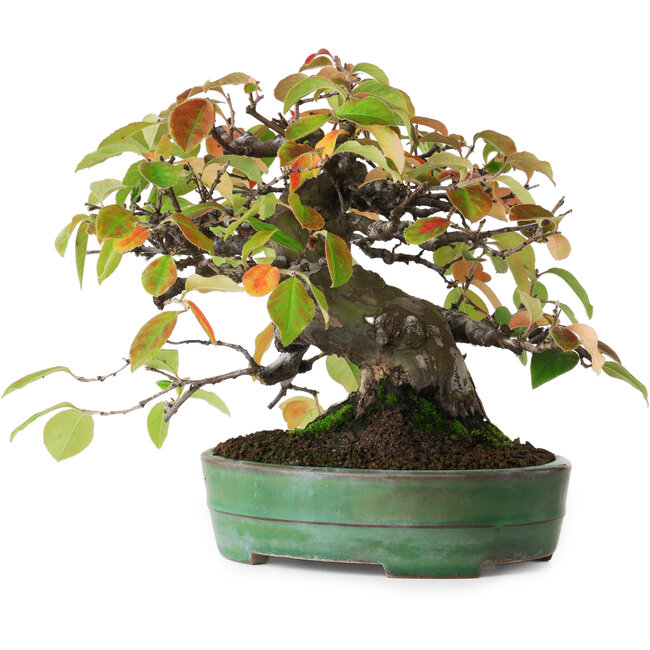 Pseudocydonia sinensis, 20,5 cm, ± 5 ans, dans un pot japonais fait main par Yamafusa, photographiée aux couleurs d'automne (15 octobre)