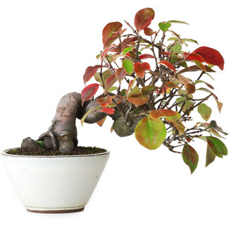 Pseudocydonia sinensis, 18 cm, ± 12 years old