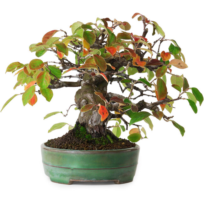 Pseudocydonia sinensis, 20,5 cm, ± 5 years old, in a handmade Japanese pot by Yamafusa, photographed in autumn colours (October 15)