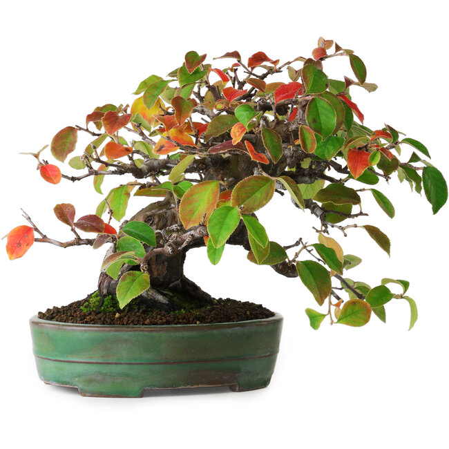 Pseudocydonia sinensis, 20,5 cm, ± 5 jaar oud, in een handgemaakte Japanse pot van Yamafusa, gefotografeerd in herfstkleuren (15 oktober)