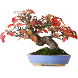 Pseudocydonia sinensis, 17,5 cm, ± 20 Jahre alt