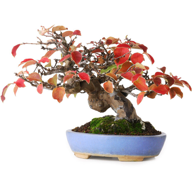 Pseudocydonia sinensis, 17,5 cm, ± 20 Jahre alt, fotografiert in Herbstfarben (15. Oktober)