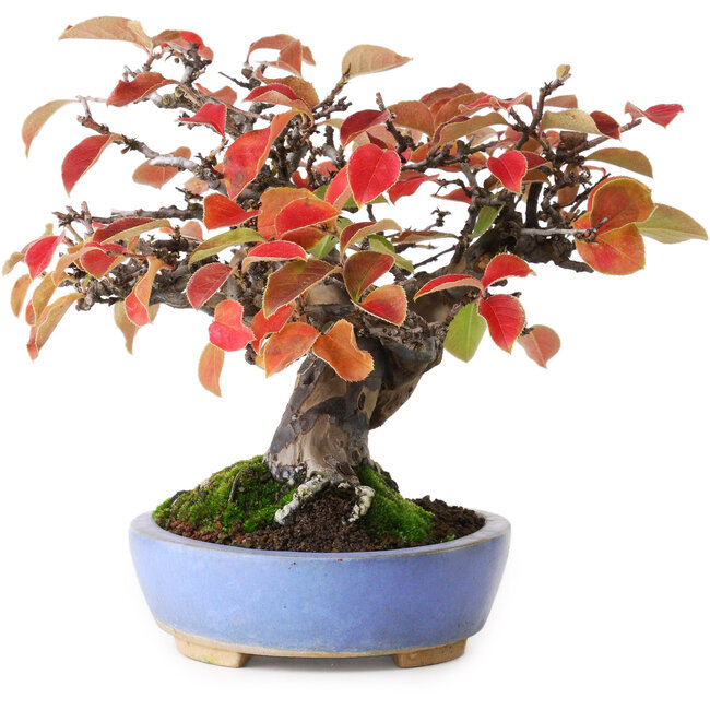 Pseudocydonia sinensis, 17,5 cm, ± 20 anni, fotografata nei colori autunnali (15 ottobre)