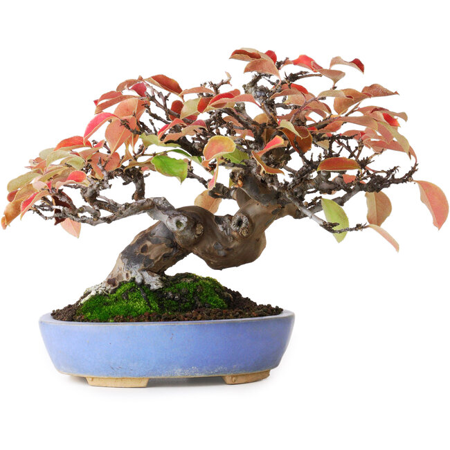 Pseudocydonia sinensis, 17,5 cm, ± 20 ans, photographiée aux couleurs d'automne (15 octobre)