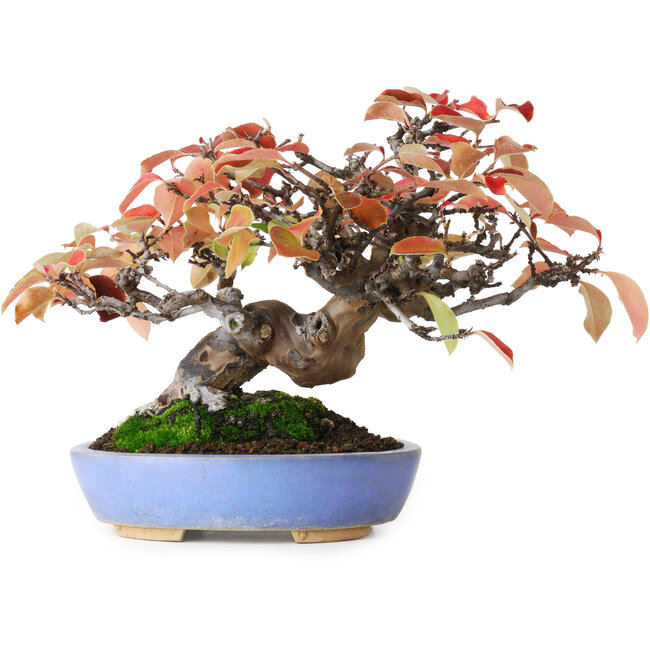 Pseudocydonia sinensis, 17,5 cm, ± 20 Jahre alt, fotografiert in Herbstfarben (15. Oktober)