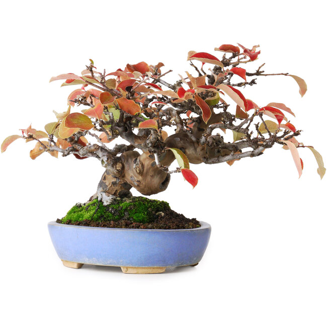 Pseudocydonia sinensis, 17,5 cm, ± 20 ans, photographiée aux couleurs d'automne (15 octobre)