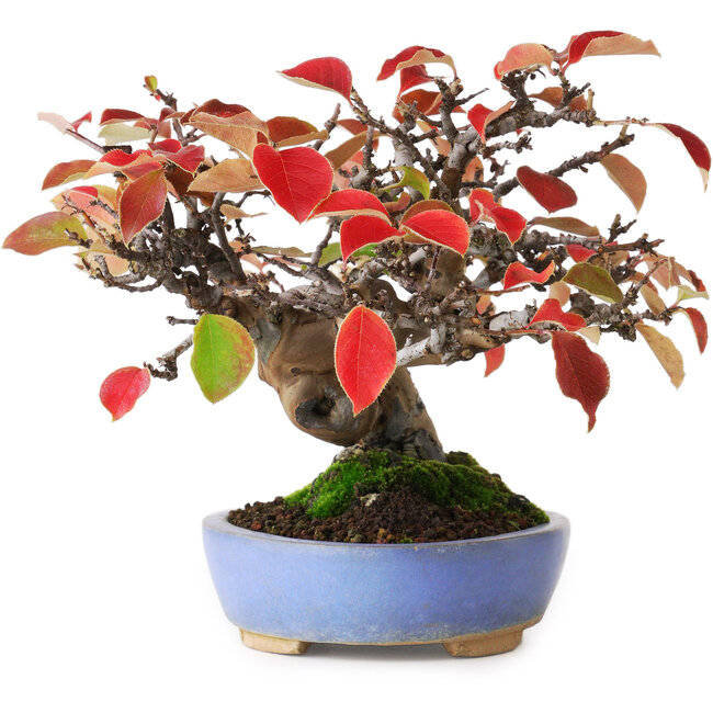 Pseudocydonia sinensis, 17,5 cm, ± 20 años de edad, fotografiada con colores otoñales (15 de octubre).