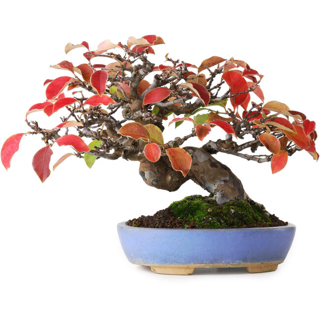 Pseudocydonia sinensis, 17,5 cm, ± 20 ans, photographiée aux couleurs d'automne (15 octobre)