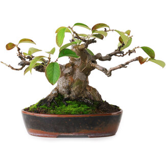 Pseudocydonia sinensis, 14 cm, ± 20 ans