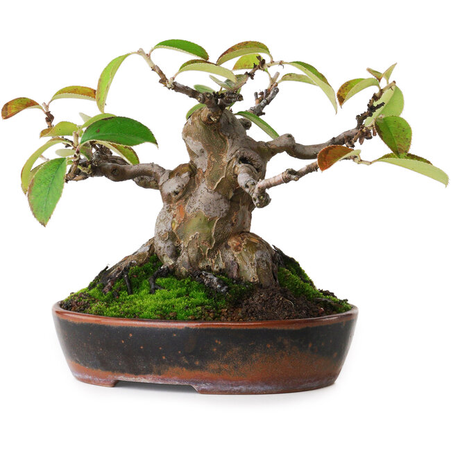 Pseudocydonia sinensis, 14 cm, ± 20 años de edad, fotografiada con colores otoñales (15 de octubre).